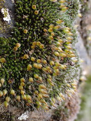 Coscinodon cribrosus