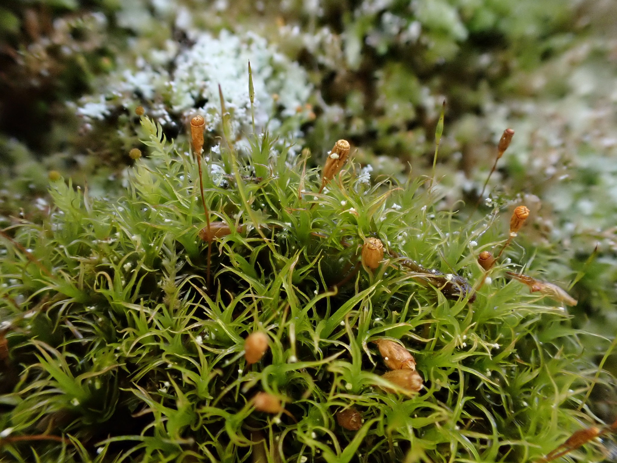 Cynodontium polycarpon