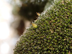 Coscinodon cribrosus