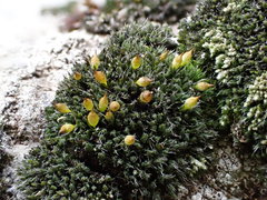 Coscinodon cribrosus