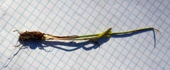 Gagea pusilla