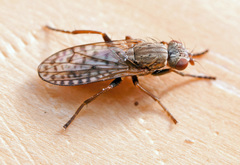 Pherbellia schoenherri