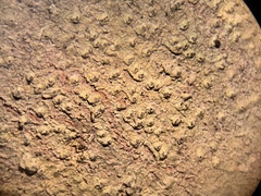 Pertusaria pustulata