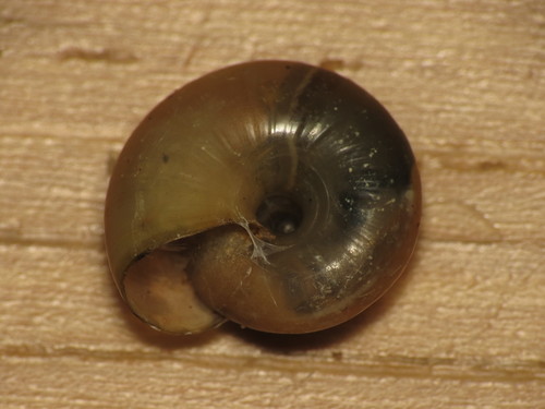 smooth glass snail