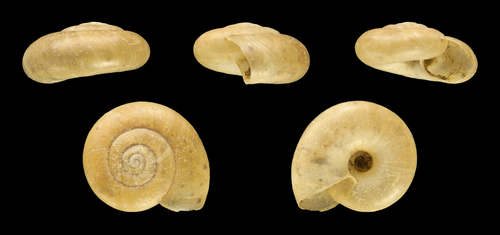 smooth glass snail