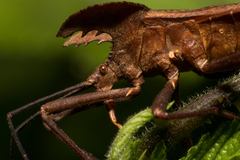 Molipteryx hardwickii