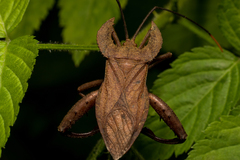 Molipteryx hardwickii