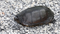 Kinosternon creaseri