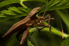 Molipteryx hardwickii