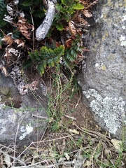 Lepidium desvauxii