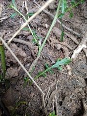 Lepidium desvauxii