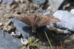 Erynnis icelus