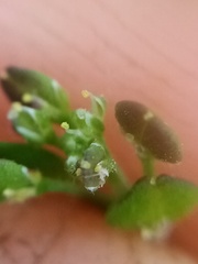 Lepidium desvauxii