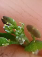 Lepidium desvauxii