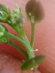 Lepidium desvauxii
