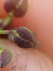 Lepidium desvauxii
