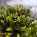 Yellow Fringe-Moss - Photo (c) Stefan Gey, some rights reserved (CC BY-NC), uploaded by Stefan Gey