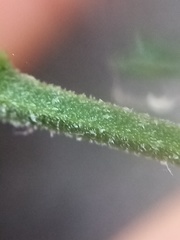 Lepidium desvauxii