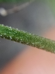 Lepidium desvauxii
