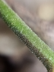 Lepidium desvauxii