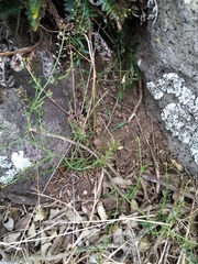 Lepidium desvauxii