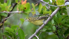 Vireo pallens