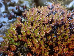 Imbribryum alpinum
