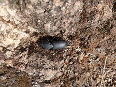 Mecodema crenaticolle