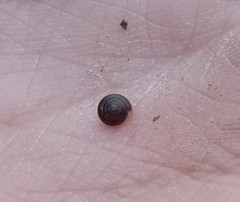 Euconulus