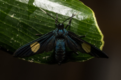 Trichaetoides apicalis