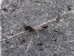 Paraleptophlebia debilis