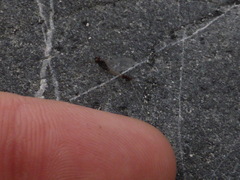 Paraleptophlebia debilis