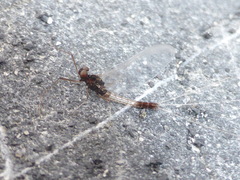 Paraleptophlebia debilis