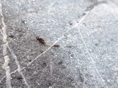 Paraleptophlebia debilis