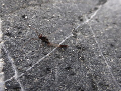 Paraleptophlebia debilis