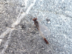 Paraleptophlebia debilis