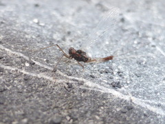 Paraleptophlebia debilis