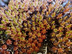 Imbribryum alpinum