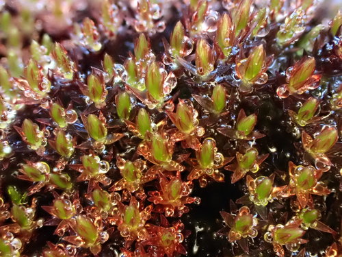 Imbribryum alpinum