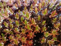 Imbribryum alpinum