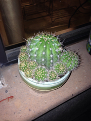 Echinopsis