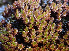 Imbribryum alpinum