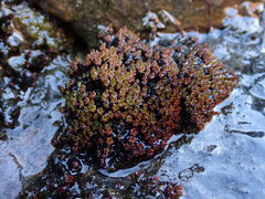Imbribryum alpinum