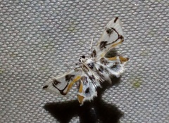 Musotiminae