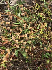 Alternanthera denticulata