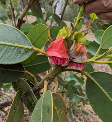 Eucalyptus tetraptera