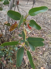 Eucalyptus tetraptera
