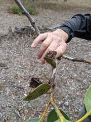 Eucalyptus tetraptera