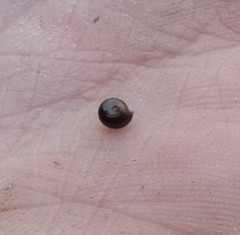 Euconulus