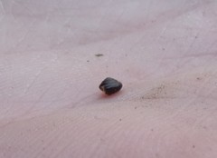 Euconulus